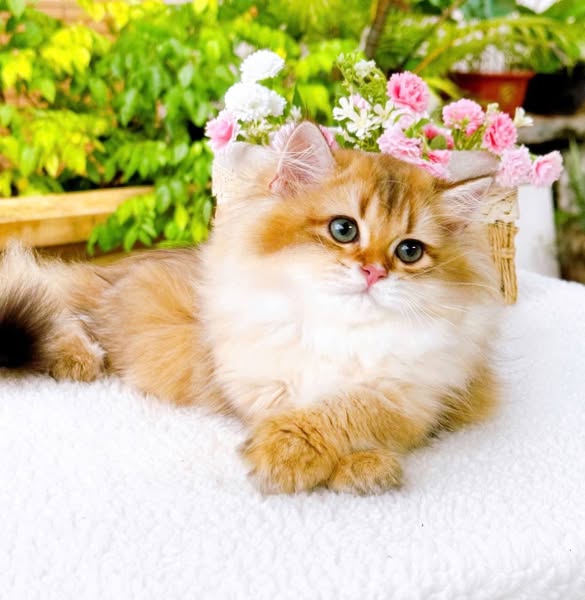 British Longhair
