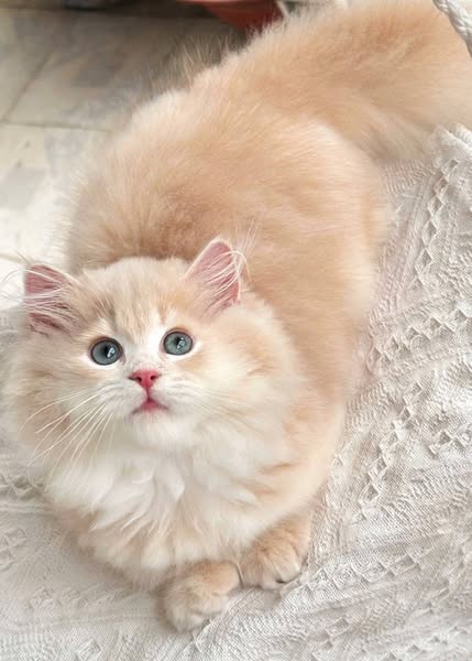 Munchkin Longhair