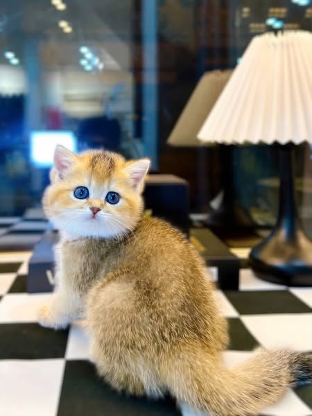 British Shorthair