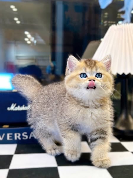 British Shorthair