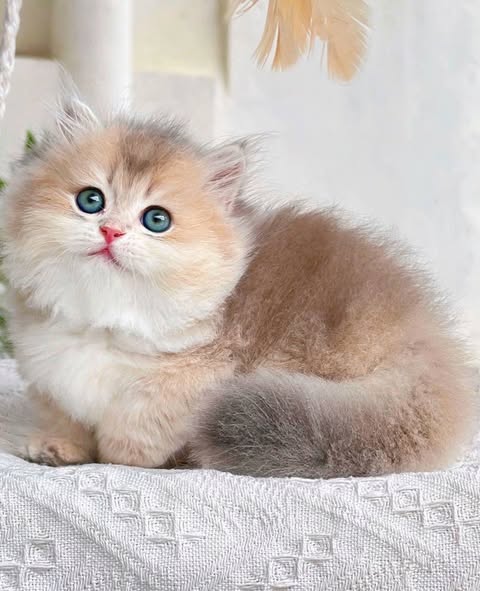 Munchkin Longhair