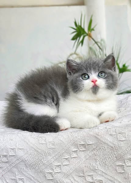 British Shorthair