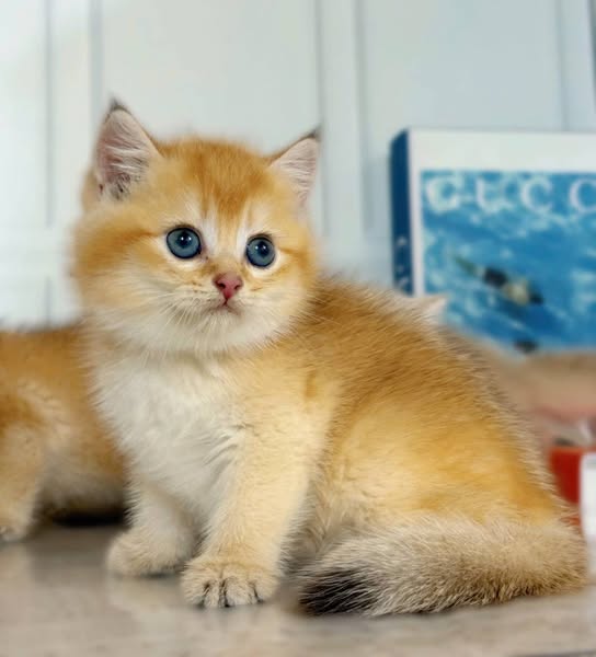 British Shorthair