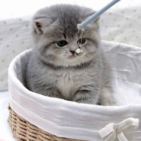 British Shorthair
