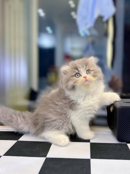 British Longhair