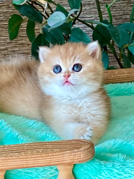 British Shorthair