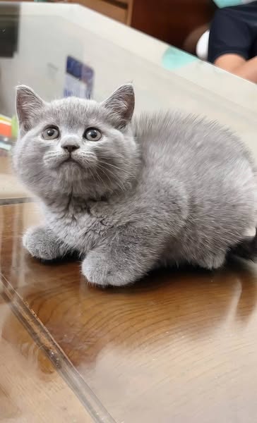 British Shorthair