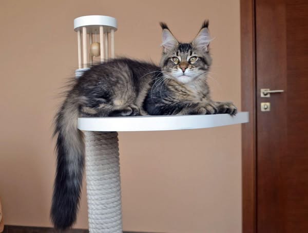 Maine Coon