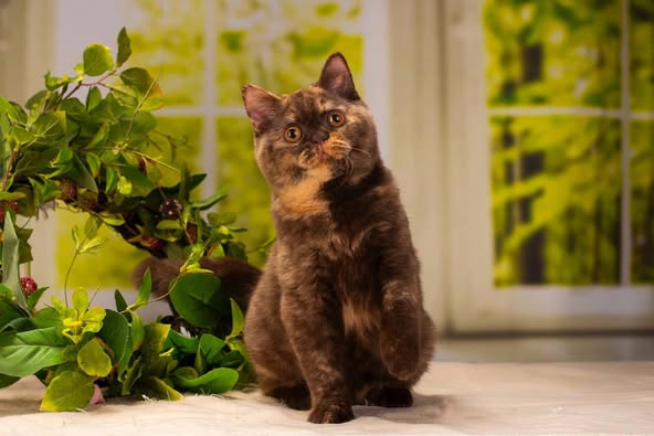 British Shorthair