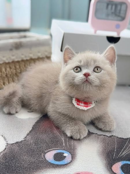 British Shorthair