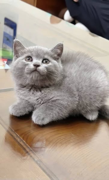 British Shorthair