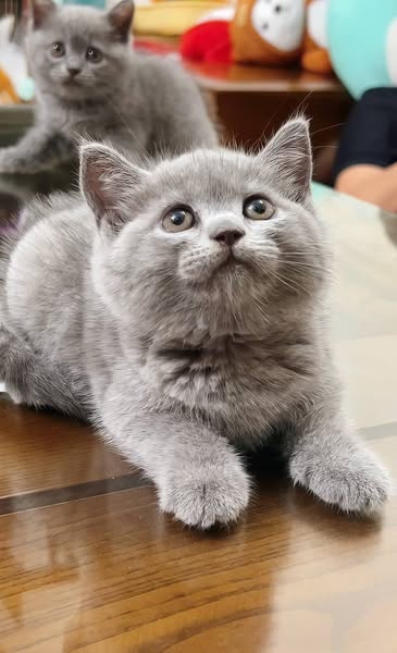 British Shorthair