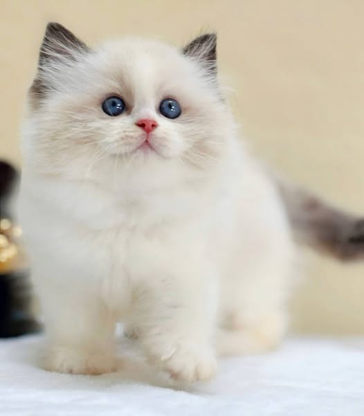 Ragdoll