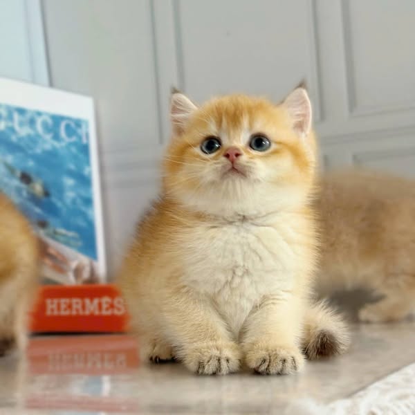 British Shorthair