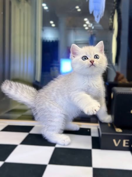 British Shorthair