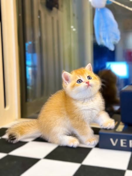 British Shorthair