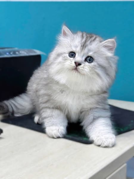 Munchkin Longhair