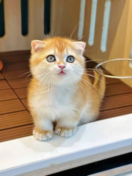 Munchkin Fold