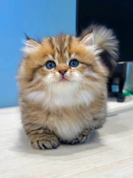 Munchkin Longhair