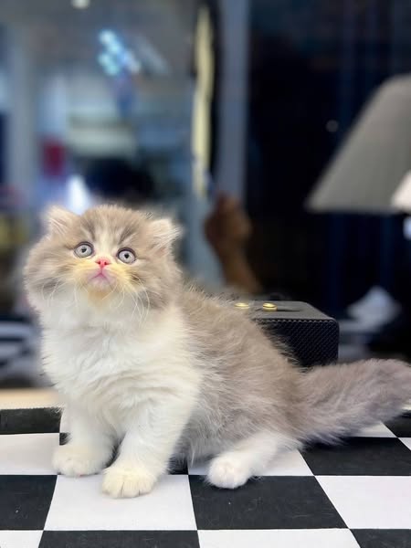 British Longhair