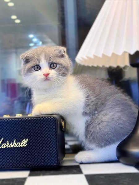 Scottish Fold