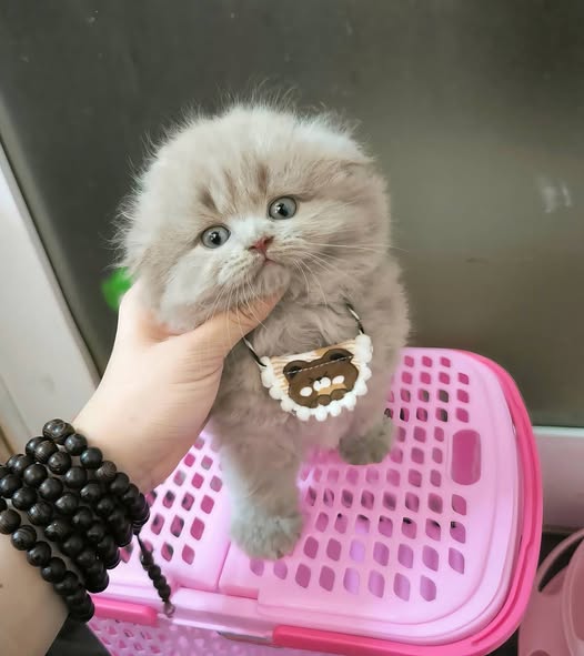 Scottish Fold Longhair