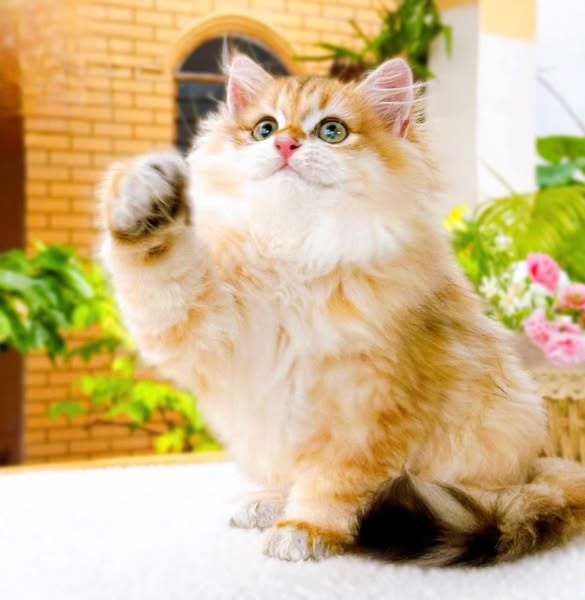 British Longhair