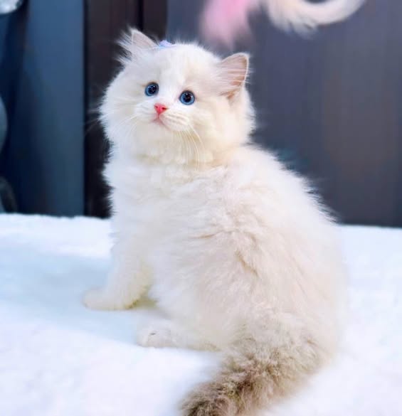 Ragdoll