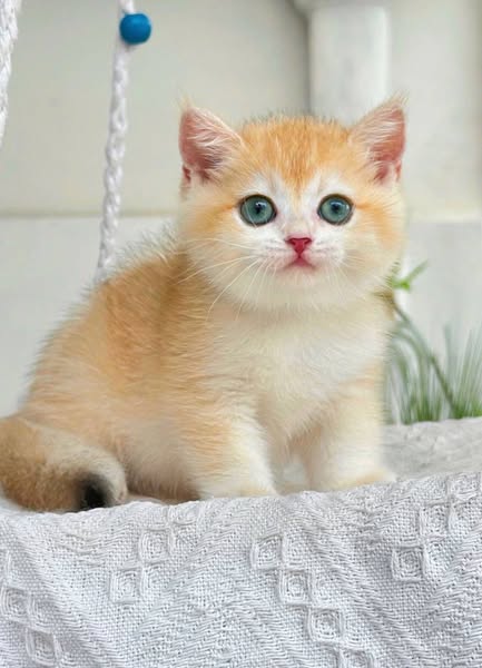 British Shorthair