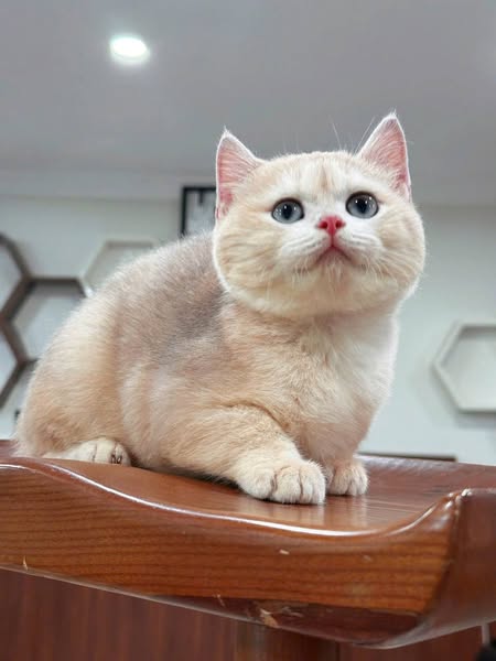 Munchkin Fold