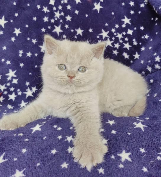 British Shorthair