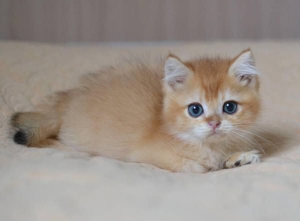 British Shorthair