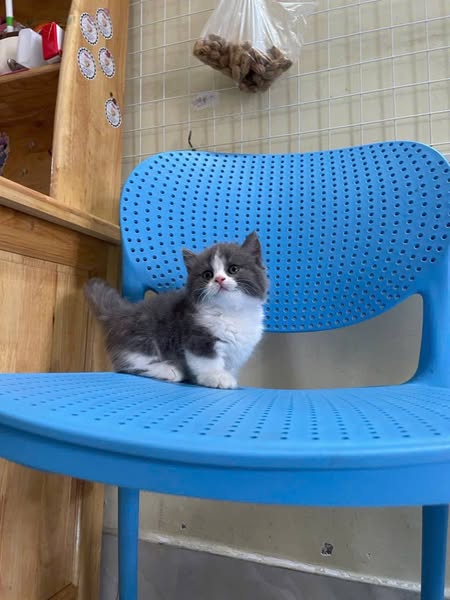 Munchkin Longhair