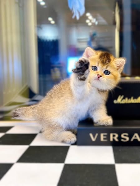 British Shorthair
