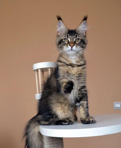 Maine Coon