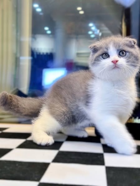 Scottish Fold