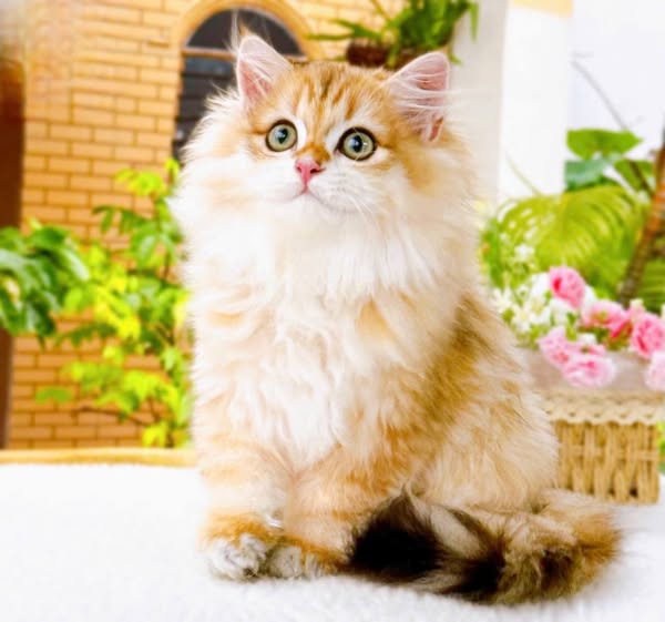 British Longhair