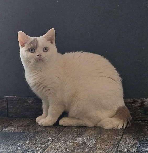 British Shorthair