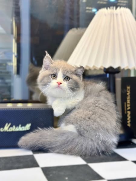 British Longhair