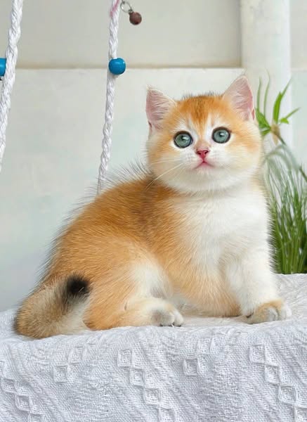 British Shorthair