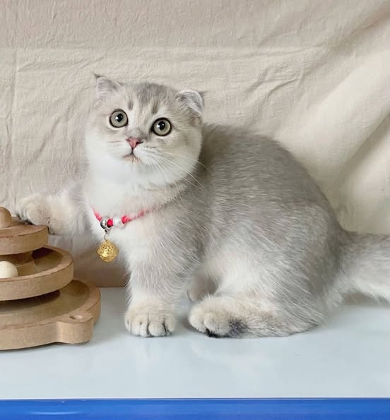 Munchkin Fold