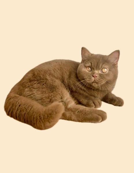 British Shorthair