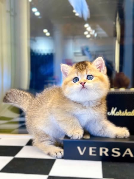 British Shorthair