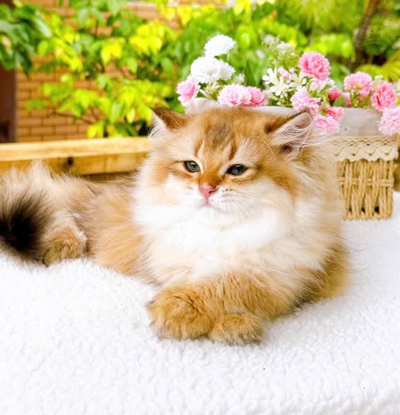 British Longhair