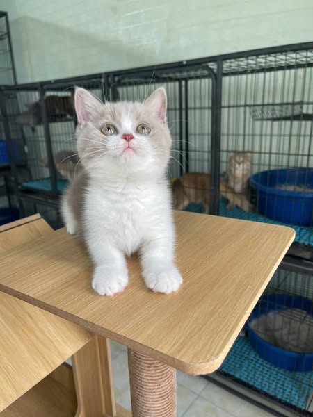 British Shorthair