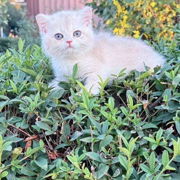 British Shorthair