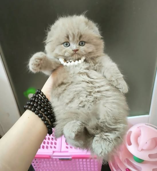 Scottish Fold Longhair