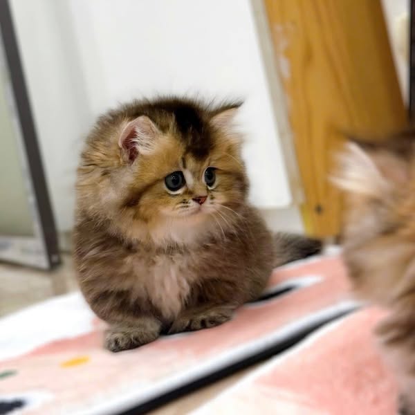 Munchkin Longhair