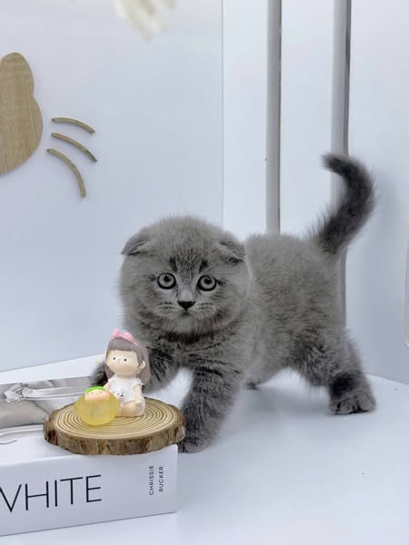 Scottish Fold