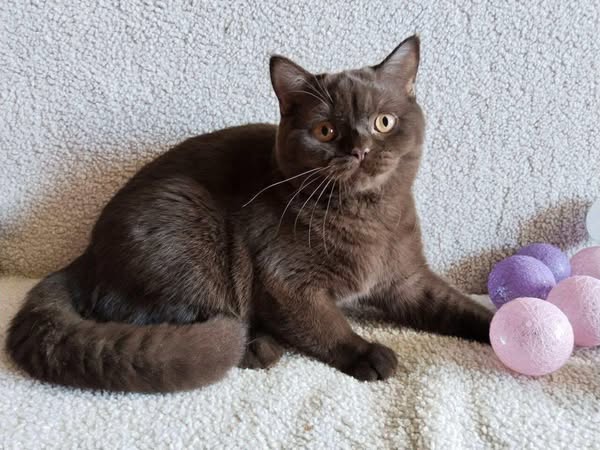 British Shorthair